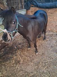 Mini pony femmina