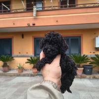 Barboncino mini toy nero maschio