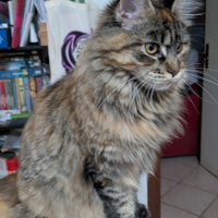 Maine coon con pedigree