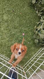 Cavalier king