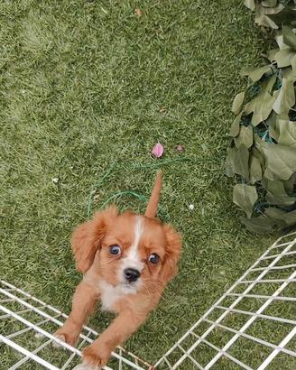 Cavalier king