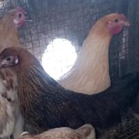 Galline nane