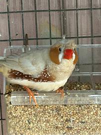 Diamante mandarino ciuffato