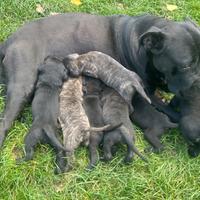 Cuccioli cane corso