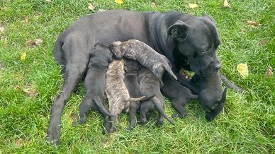 Cuccioli cane corso