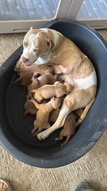 Cuccioli pittbul