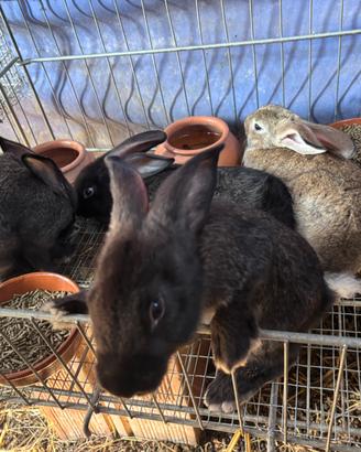 Conigli Nuova Zelanda incrocio con papillon