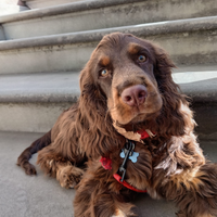 Cocker spaniel per accoppiamento