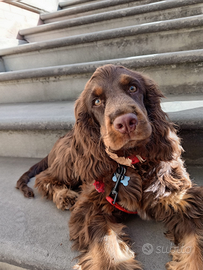 Cocker spaniel per accoppiamento