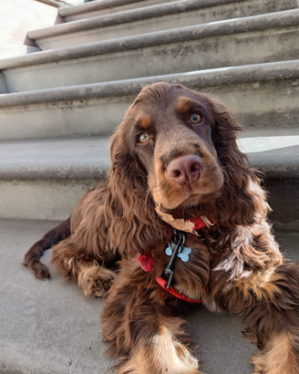 Cocker spaniel per accoppiamento