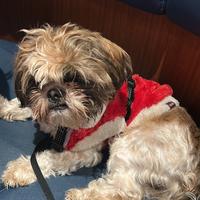 Cat sitter dog sitter