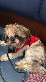 Cat sitter dog sitter