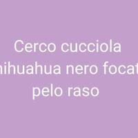 Chihuahua femmina
