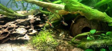 Endler (Poecilia Wingei)