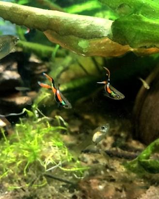 Endler (Poecilia Wingei)