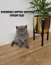 Scottish stright