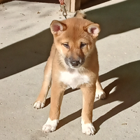 Cuccioli Shiba Inu 3mesi con pedigree ENCI FCI