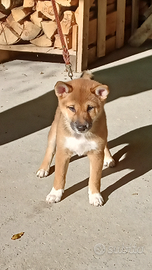 Cuccioli Shiba Inu 3mesi con pedigree ENCI FCI