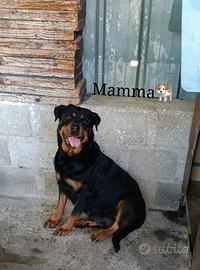 Cuccioli di rottweiler