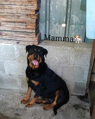 Cuccioli di rottweiler