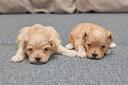 maltipoo-genitori-toy-visibili