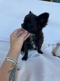 Chihuahua nero con choco pelo lungo