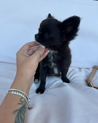Chihuahua nero con choco pelo lungo