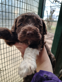 Disponibili cuccioli di Lagotto