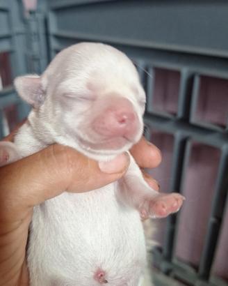 Chihuahua