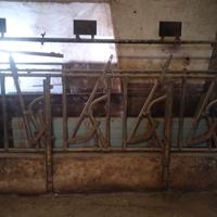 rastrelliera per bovini