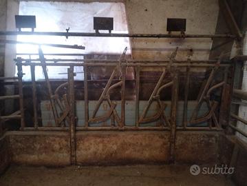 rastrelliera per bovini