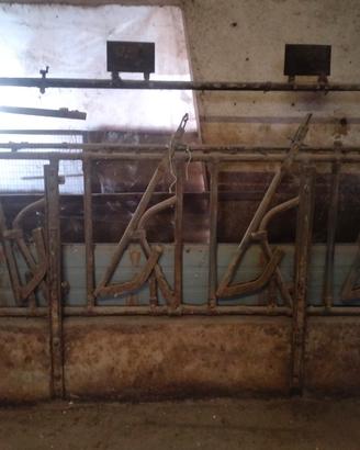 rastrelliera per bovini