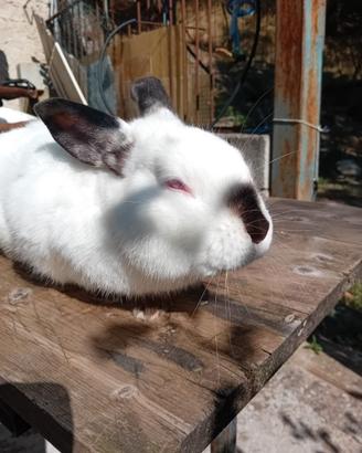 Conigli Californiani