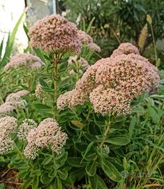 Sedum pianta grassa