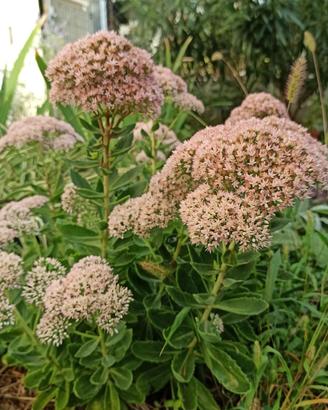Sedum pianta grassa