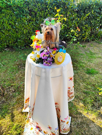 Mini Mini Yorkshire Terrier