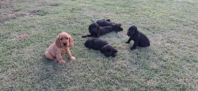 Cuccioli di cocker francini's