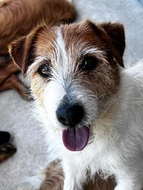 Jack russell femmina