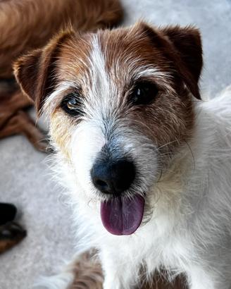Jack russell femmina