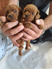 Cuccioli di barboncini mini toy