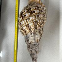 Conchiglia Charonia Lampas 37 cm circa