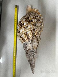 Conchiglia Charonia Lampas 37 cm circa