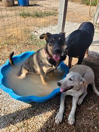 Mix cuccioli mix pastore/labrador
