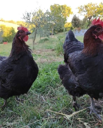 Galline Marans