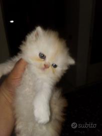 Cuccioli di gatto