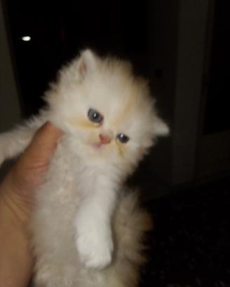 Cuccioli di gatto