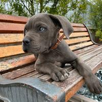 Cuccioli di cane corso