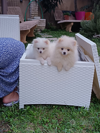 Volpino italiano spiz