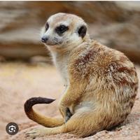 Coppia di suricata molto affiatata