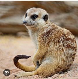 Coppia di suricata molto affiatata